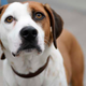 Who's a good boy? (Photo: Downward Dog, Donald Rager/ABC)